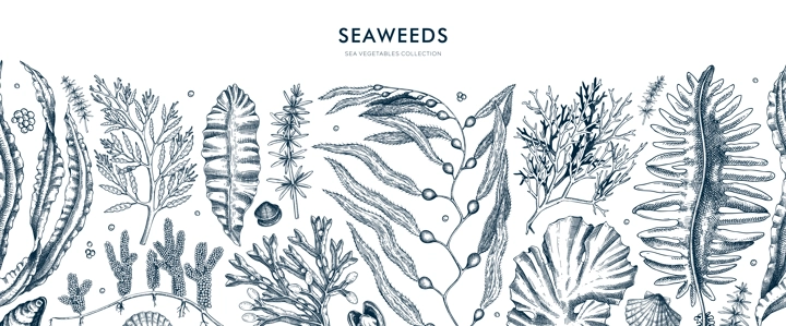 Seaweed vector border in sketch style. Edible algae seamless pattern with golden kelp, wakame, kombu, hijiki, Irish moss drawings. Underwater plant botanical illustration